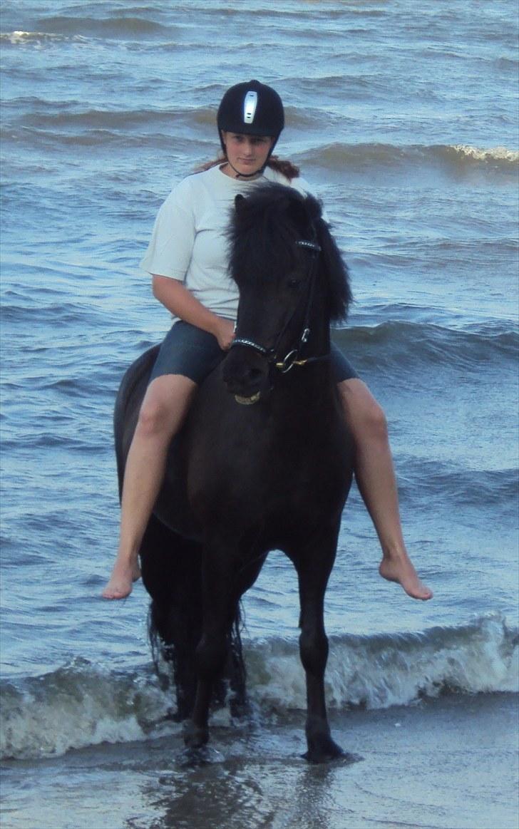 Islænder Hlynir Fra Gl. Essendrup billede 10