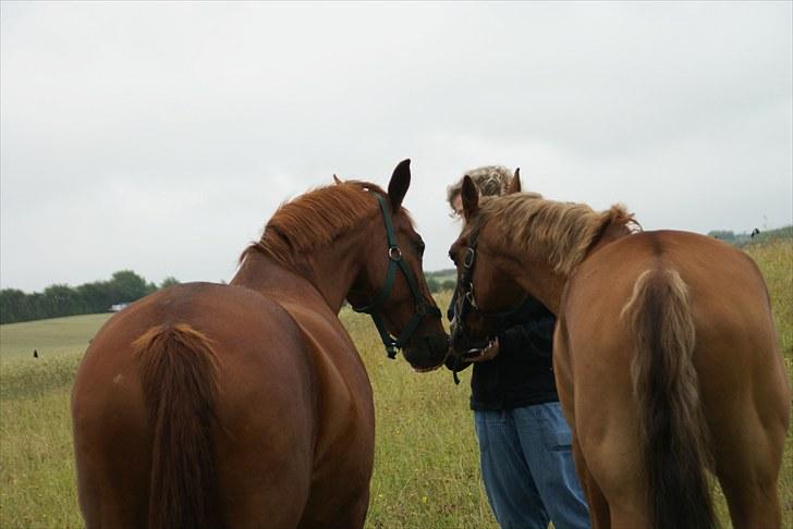 Anden særlig race Alina *R.I.P* billede 16
