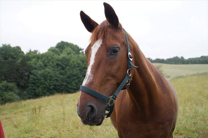 Anden særlig race Alina *R.I.P* billede 17