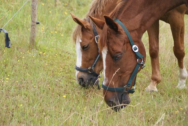 Anden særlig race Alina *R.I.P* - tykke og pony hygger :) billede 18
