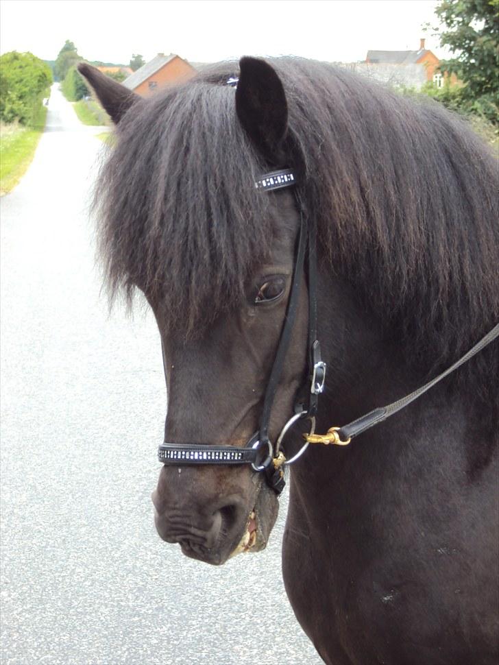 Islænder Hlynir Fra Gl. Essendrup billede 11