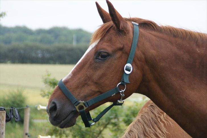 Anden særlig race Alina *R.I.P* - hun har da et kønt hovede :) billede 19