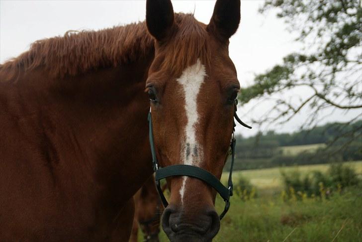 Anden særlig race Alina *R.I.P* billede 20