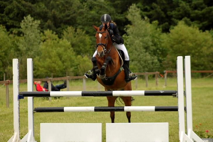 New Forest Ibi Star B-pony  billede 19