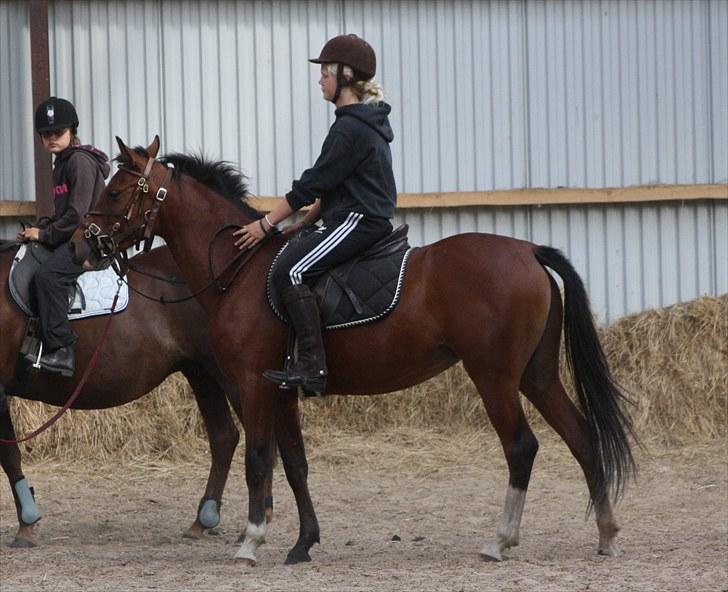 Anden særlig race Roosgårdens Chiquita billede 8