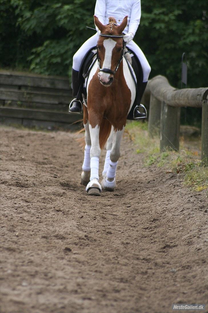 Pinto Elmegaardens sir konrad billede 7