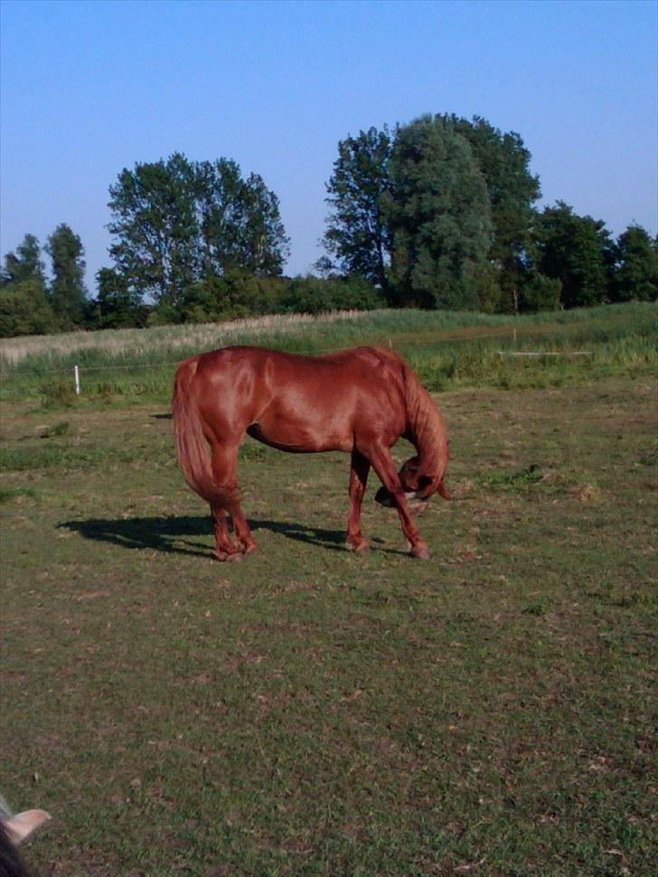 Frederiksborg tenna østerlund R.I.P billede 3