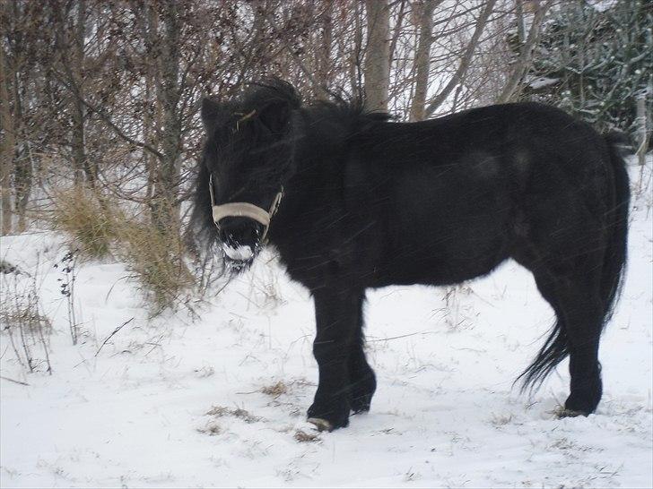 Anden særlig race Tøsen<3 - 3: Tøsen pigen i sne <33 2010.. :) billede 3