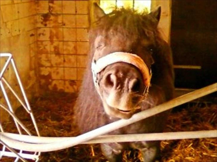 Anden særlig race Tøsen<3 - 4:Tøsen i sin boks.. :D billede 4