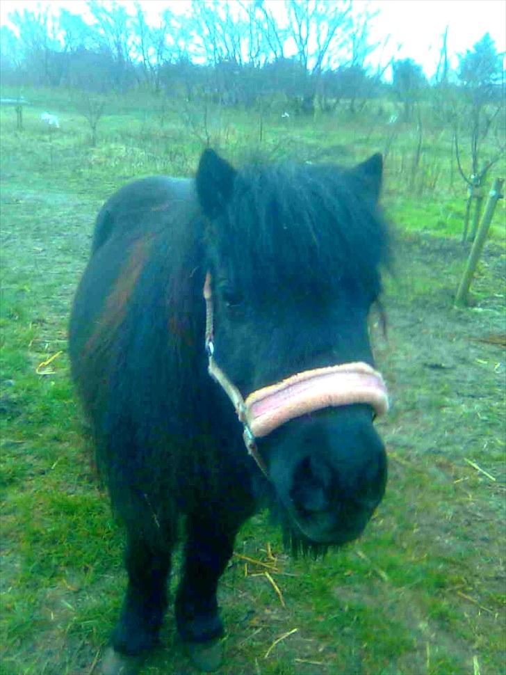 Anden særlig race Tøsen<3 - 5:Tøsen på folde.. :P billede 5