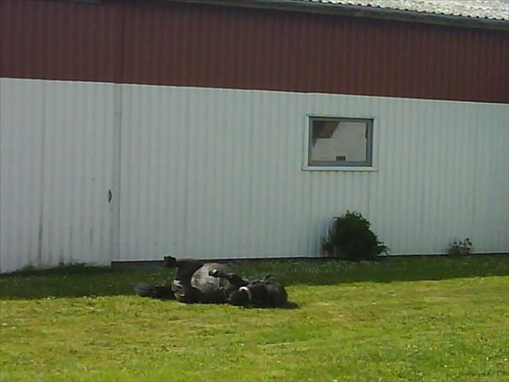 Anden særlig race Tøsen<3 - 6:Tøsen ruller sig... :D<3 billede 6