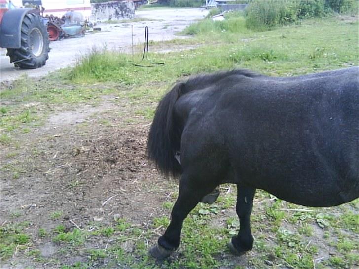 Anden særlig race Tøsen<3 - 7:Tøsen klør sig.. :) billede 7