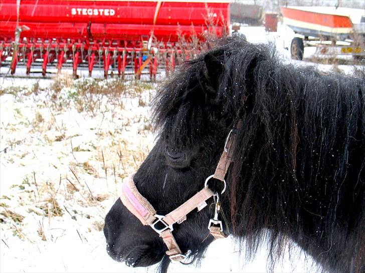 Anden særlig race Tøsen<3 - 8:Tøsen i sne.. :P billede 8