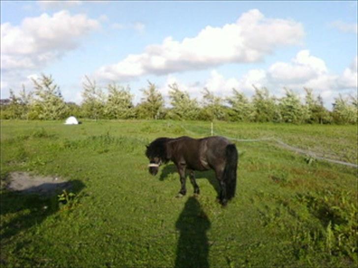 Anden særlig race Tøsen<3 - 9:Tøsen på folden.. :D billede 9