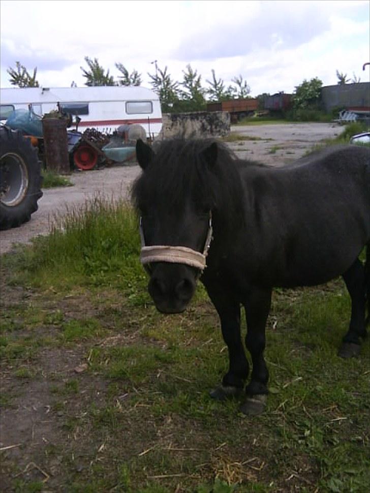 Anden særlig race Tøsen<3 - 12:Tøsen.. :D billede 12