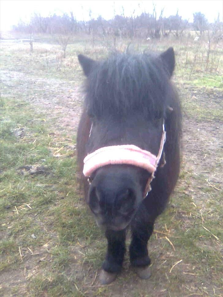 Anden særlig race Tøsen<3 - 13:Tøsen den fine dame.. :) billede 13