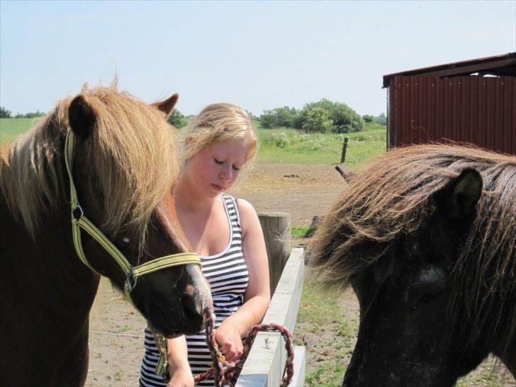 Islænder Mundilfari frá Meldgaard - Blesi, Silfrin og jeg<33 De er bedste venner de to ismuler! billede 19