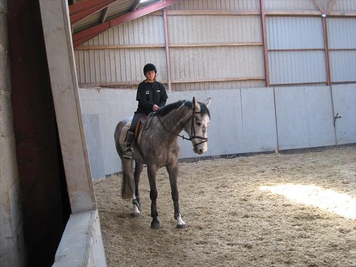 Anden særlig race Smukke SOLGT billede 19