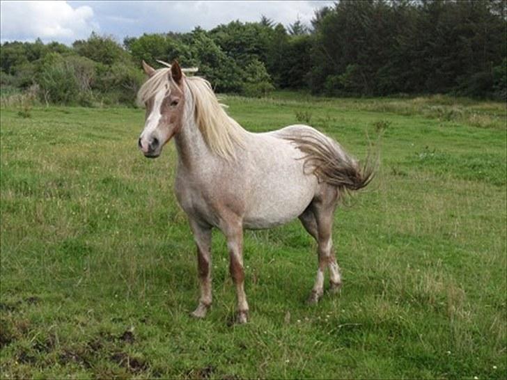 Anden særlig race Unique <3 - VELKOMMEN TIL UNIQUES PROFIL <3 billede 1