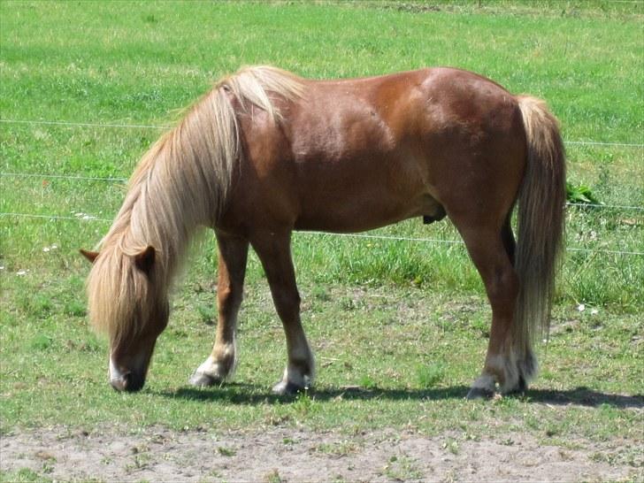 Islænder Mundilfari frá Meldgaard - Hehe du er vist blevet lidt tyk af sommer græsset;) billede 17