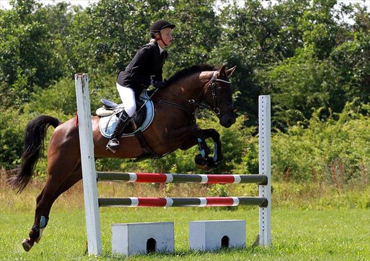 Hollandsk Sportspony Sir Kingston |B-pony|VBP  - Velkommen til kingston´s profil ;D Smid en kommentar!  billede 2