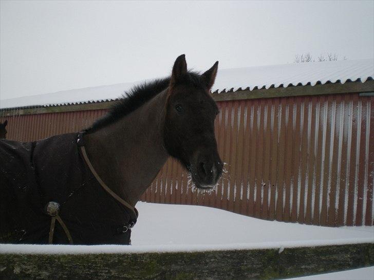 Hollandsk Sportspony Sir Kingston |B-pony|VBP  - Min drømmepony! vinter 2010 billede 3