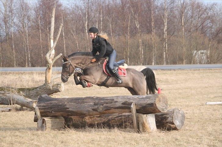 Hollandsk Sportspony Sir Kingston |B-pony|VBP  - i god stil over 2 spring i korfin :D - terræntræning v. Lars Christensson.  billede 4