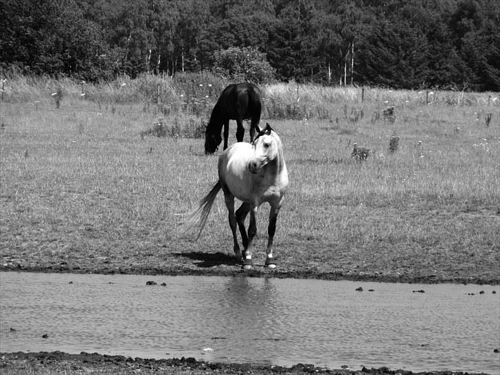 Arabisk fuldblod (OX) ja'pih - i sommers. just beautiful - inside and outside. [foto: Nathalie] billede 8