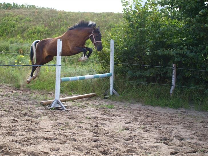 Anden særlig race Lundgaards Pocahontas  - 16. SPRING !! :D Foto: Maiken Gøte billede 16