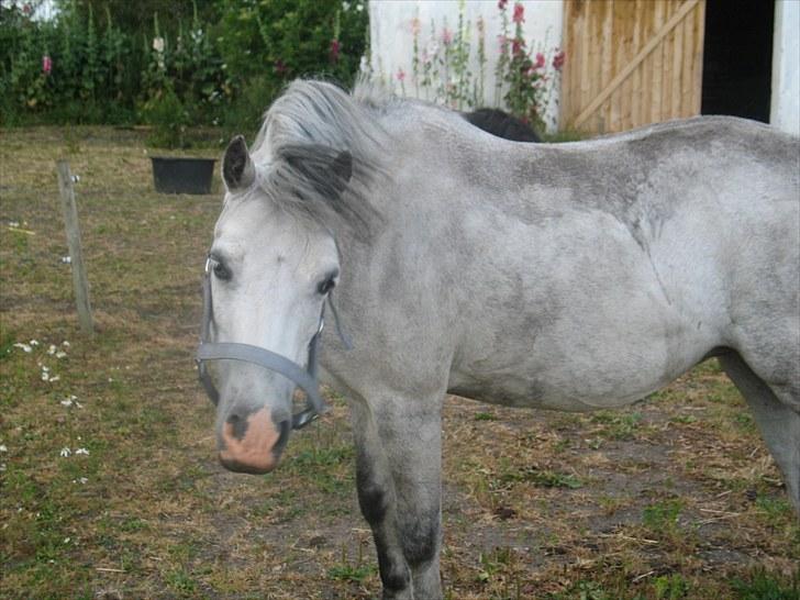 Welsh Mountain (sec A) Fakla Geraldine<3 - He he ja Geraldine svinger lige med hovedet :) billede 14