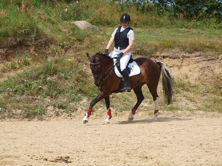 Anden særlig race Lundgaards Pocahontas  - 18. BROR LB* spring opvarmning  Foto: KK billede 18