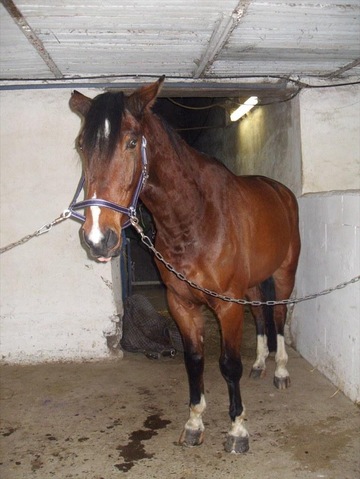 Dansk Varmblod Diamond (R.I.P. Himmelhest) - Velkommen til Diamond`s profil.... billede 1