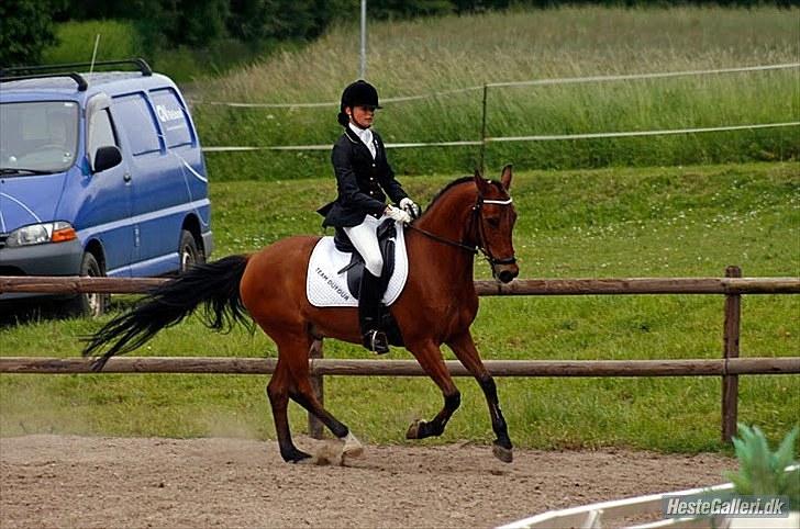 Welsh Cob (sec D) Altenahr Hovgård billede 10