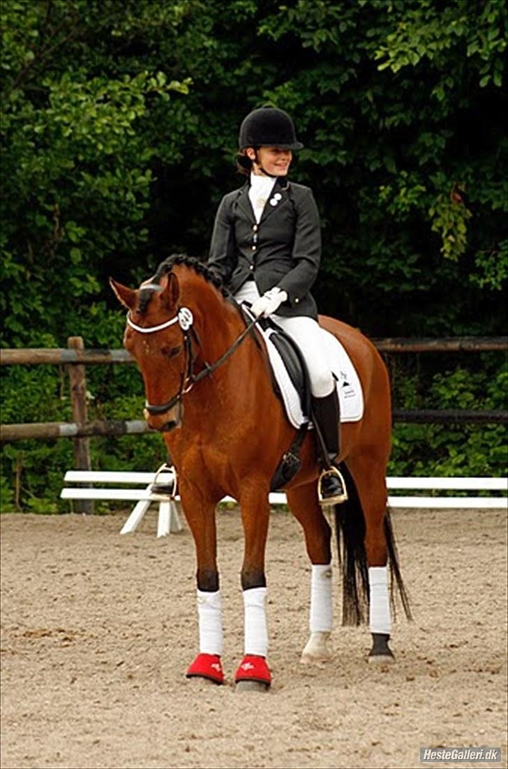 Welsh Cob (sec D) Altenahr Hovgård billede 11