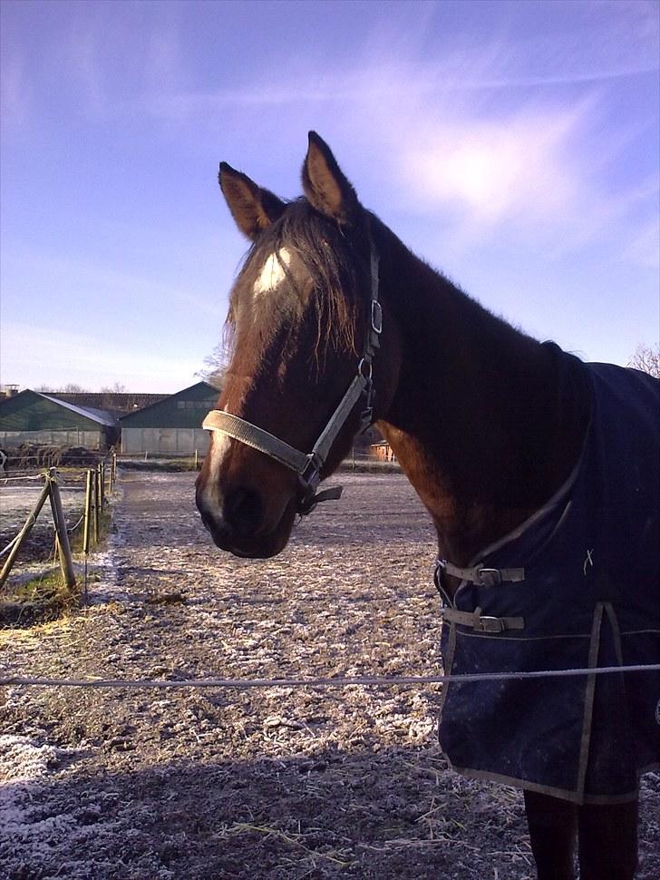 Dansk Varmblod Diamond (R.I.P. Himmelhest) billede 2