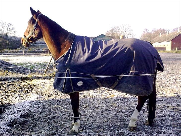 Dansk Varmblod Diamond (R.I.P. Himmelhest) billede 3