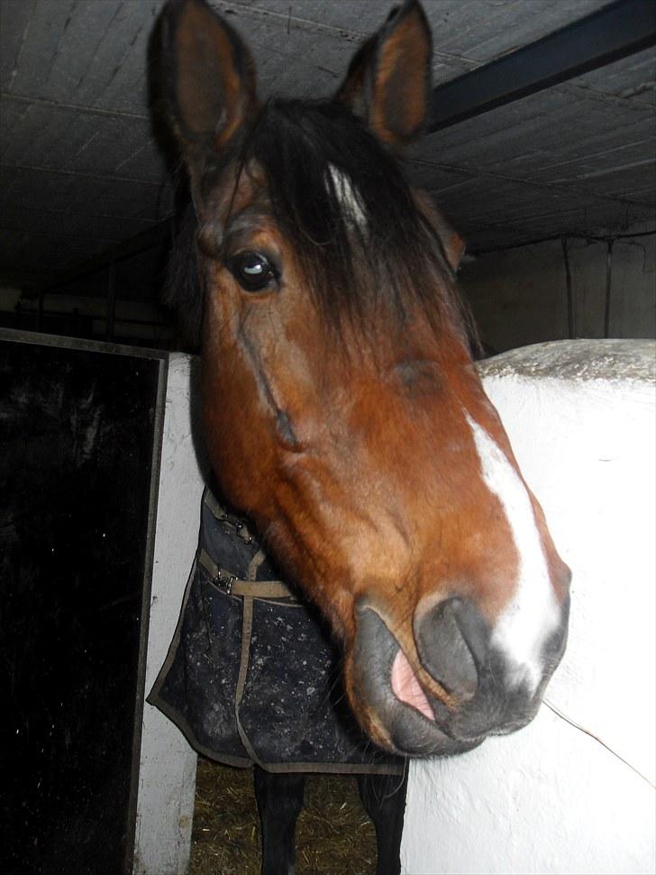 Dansk Varmblod Diamond (R.I.P. Himmelhest) billede 4