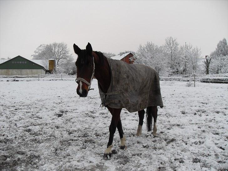 Dansk Varmblod Diamond (R.I.P. Himmelhest) billede 5
