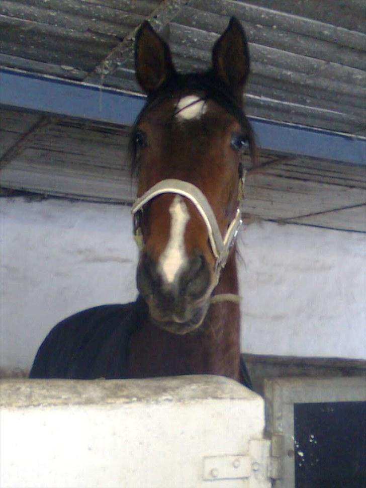 Dansk Varmblod Diamond (R.I.P. Himmelhest) billede 6