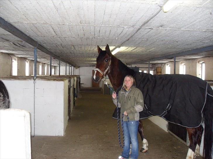 Dansk Varmblod Diamond (R.I.P. Himmelhest) billede 7