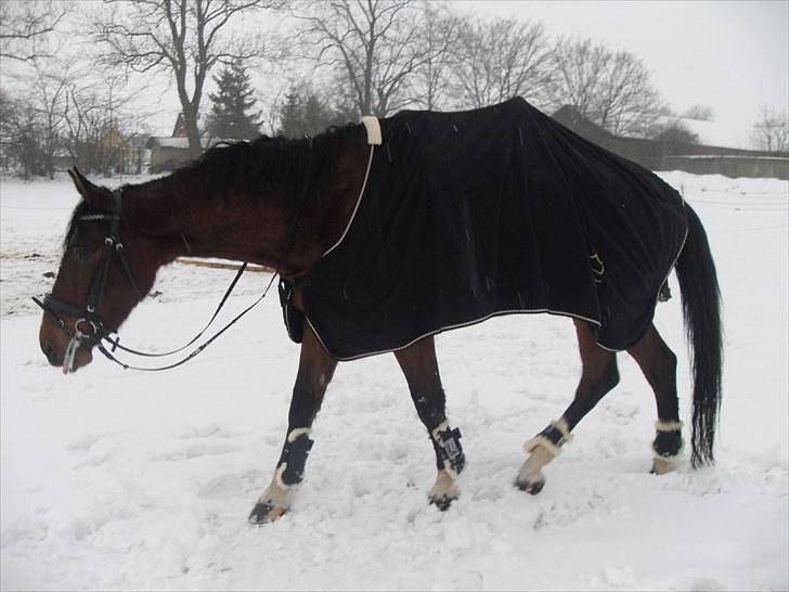 Dansk Varmblod Diamond (R.I.P. Himmelhest) billede 8