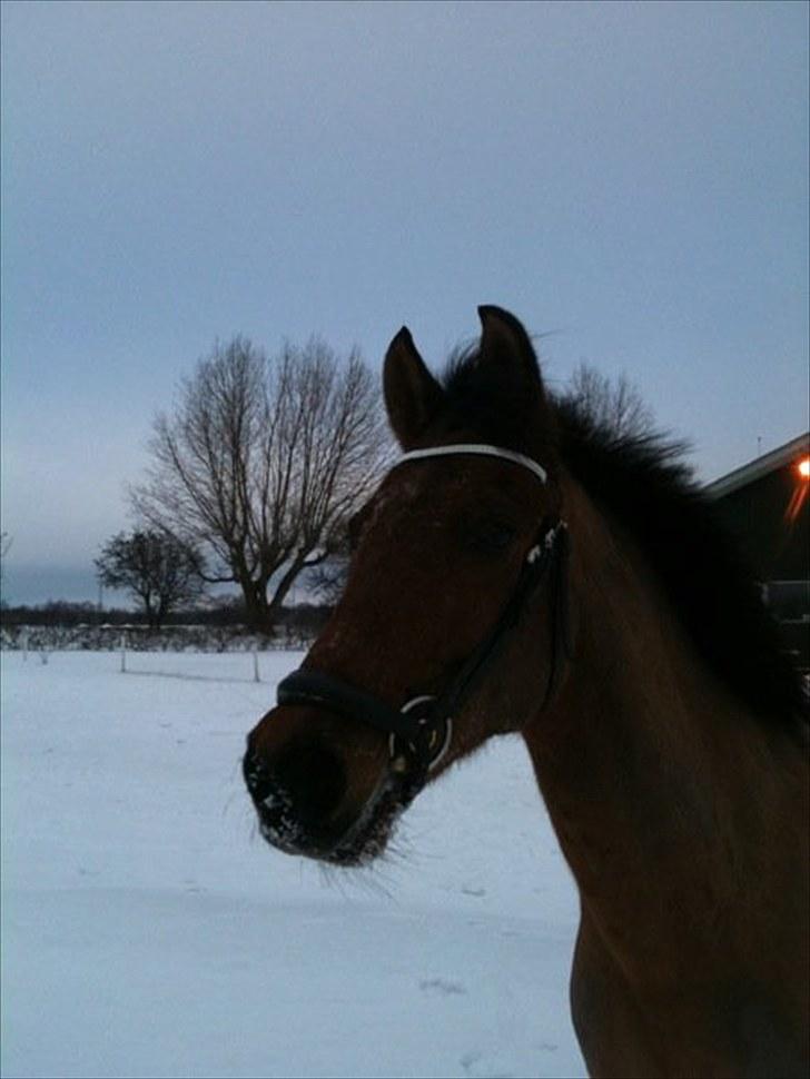 Welsh Cob (sec D) Altenahr Hovgård - Min smukke <3 (Ved godt næsebåndet sidder underligt)  billede 12