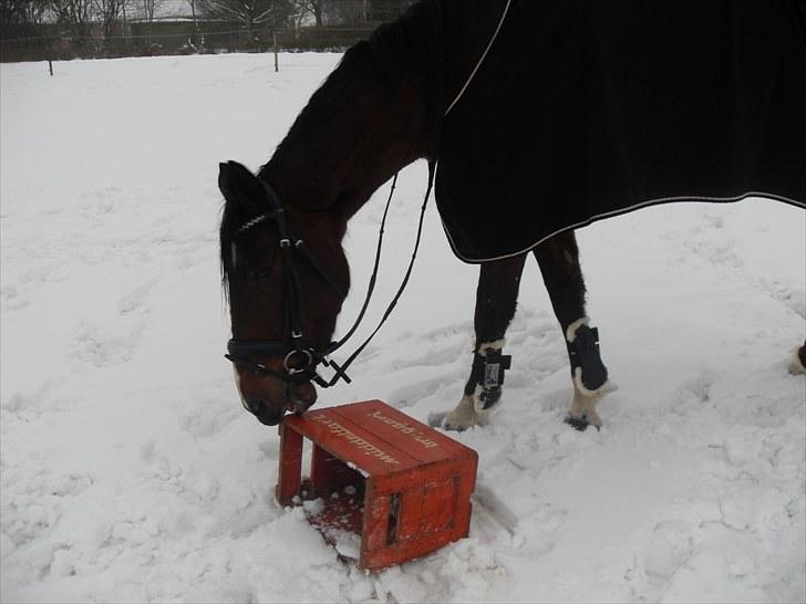 Dansk Varmblod Diamond (R.I.P. Himmelhest) - Han elsker bare den kasse utroligt meget... billede 9