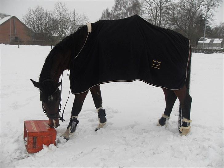 Dansk Varmblod Diamond (R.I.P. Himmelhest) billede 10