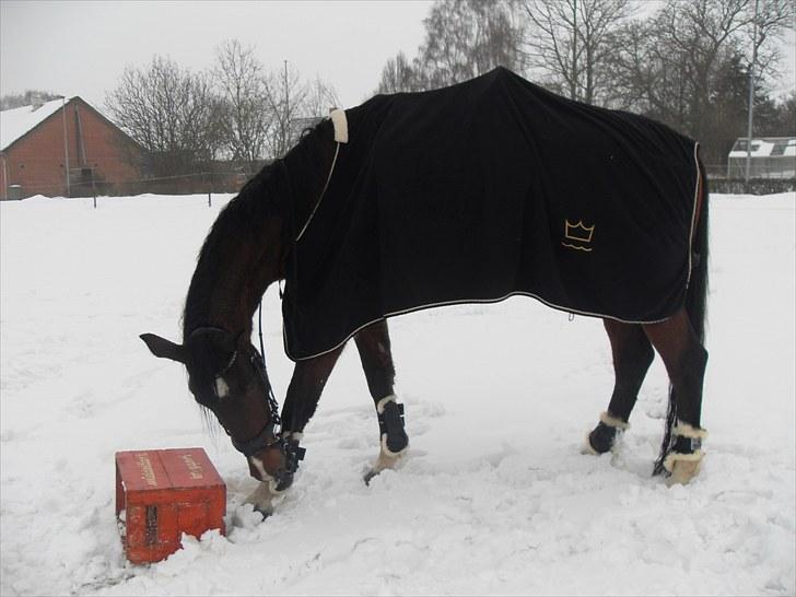 Dansk Varmblod Diamond (R.I.P. Himmelhest) billede 11