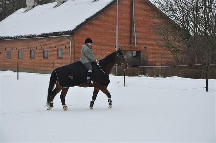 Dansk Varmblod Diamond (R.I.P. Himmelhest) billede 12