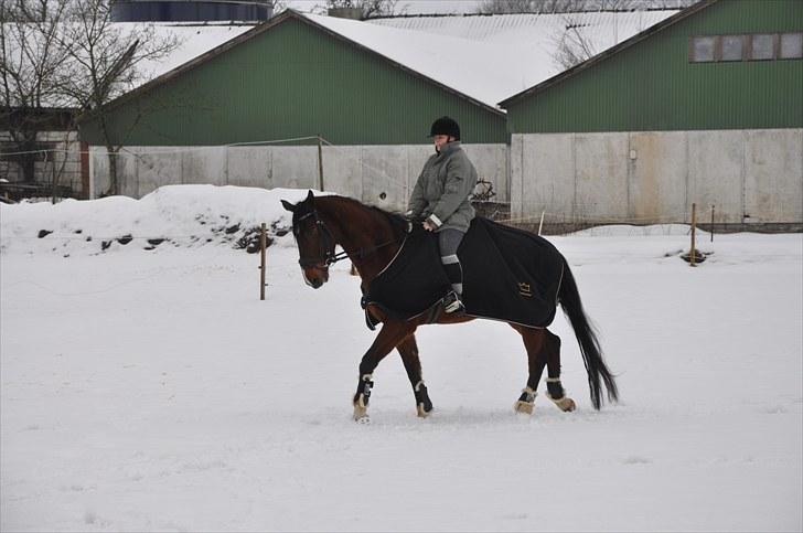 Dansk Varmblod Diamond (R.I.P. Himmelhest) billede 13
