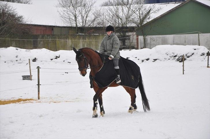 Dansk Varmblod Diamond (R.I.P. Himmelhest) billede 14