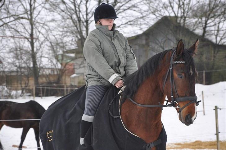 Dansk Varmblod Diamond (R.I.P. Himmelhest) billede 15