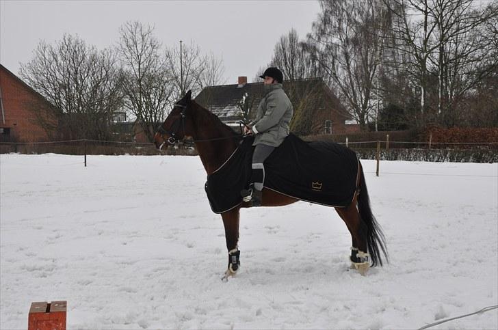 Dansk Varmblod Diamond (R.I.P. Himmelhest) billede 16